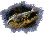 Le croco du lac
